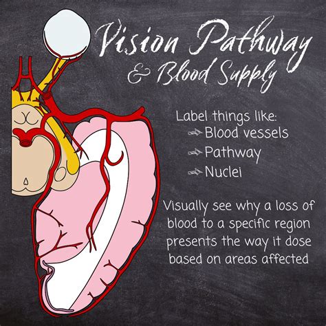 Corneal Reflex Pathway Blank Diagram Digital Notes