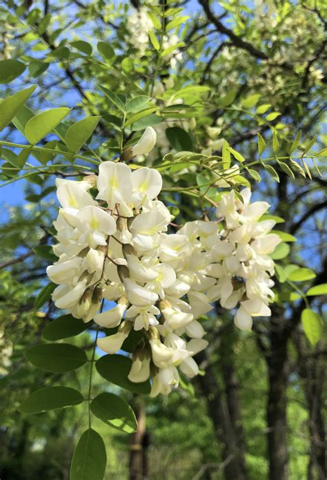 Black Locust Flower