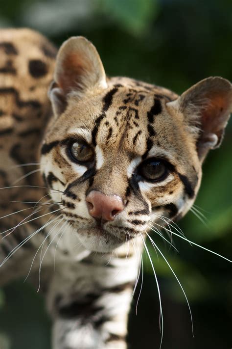 ocelot.....need one of these too!! | Animales salvajes, Animales ...