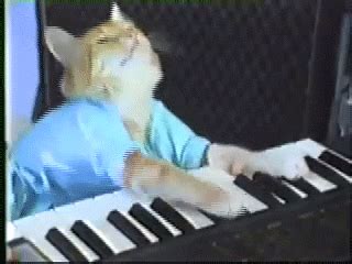 Play Piano GIF by Internet Cat Video Festival - Find & Share on GIPHY