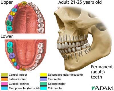 Development of permanent teeth: MedlinePlus Medical Encyclopedia Image