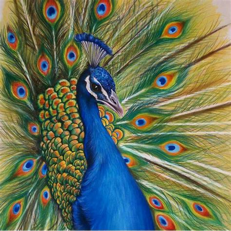 Pin by Leah Schroeder on Pretty to look at | Peacock drawing, Pencil ...