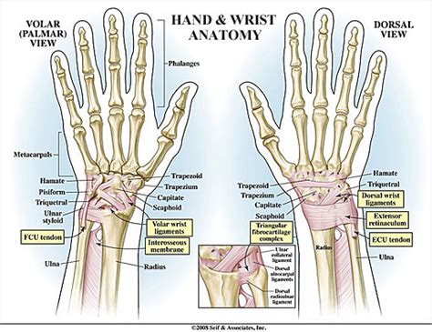 Wrist Anatomy | New York, NY | HandSport Surgery Institute