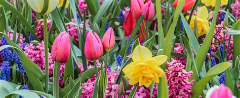 The 15 Best Flowers to Plant in the Spring | POLYWOOD Blog