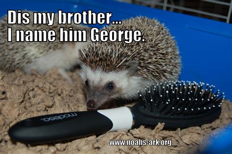 Pin by Noahs Ark on Memes | Funny hedgehog, Hedgehog pet, Hedgehog meme