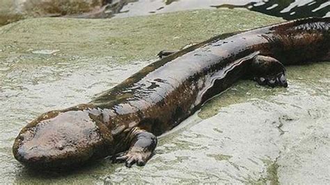 Rare Giant Salamander Found In Chinese Cave - YouTube