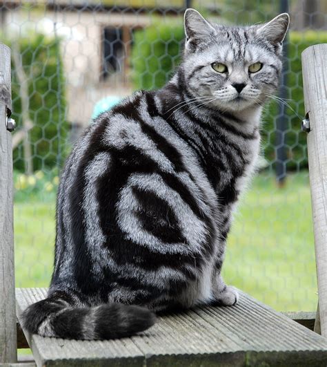 Black Classic Tabby British Shorthair Cat | British shorthair, cat ...