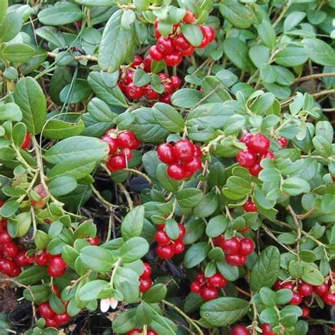 Lingonberry - (Vaccinium vitis-idaea) | Edible garden, Healthy garden ...