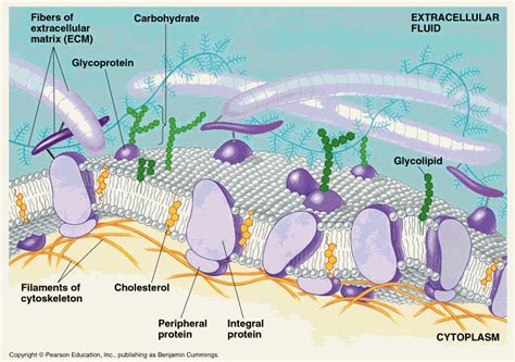 CSIR LIFE SCIENCE PREPARATION: The Cell Membrane