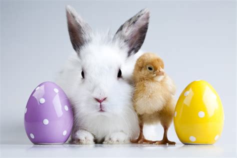 60 Easter egg hunts and bunny visits in the Triangle in 2024 - Triangle ...