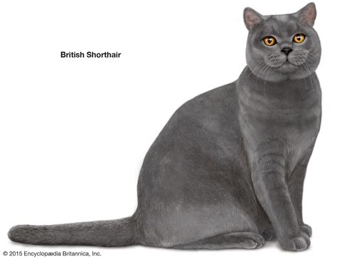 Shorthair Cat Breeds | Britannica