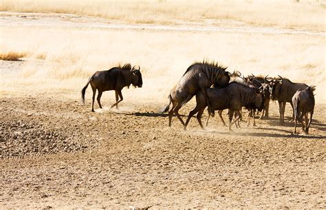 Kgalagadi Transfrontier Park – Travel guide, Map & More!