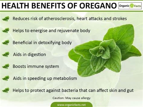 Health Benefits of Oregano | Nikki Kuban Minton