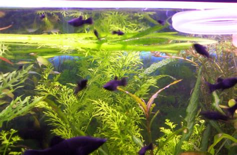 Black Molly Care Guide (Diet, Tank & Breeding) | Fishkeeping Advice