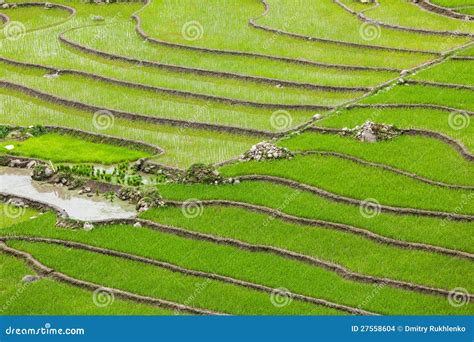 Rice plantations. Vietnam stock photo. Image of vietnam - 27558604