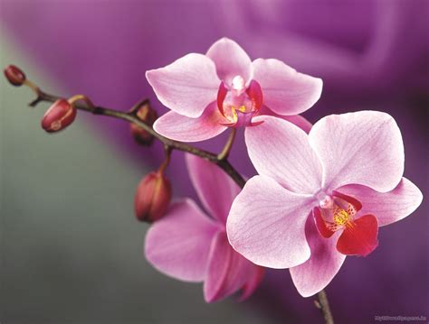 Orchid Wallpapers - Wallpaper Cave