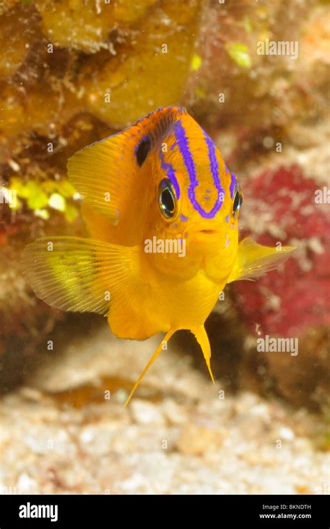 Longfin damselfish (Stegastes diencaeus) juvenile, Cozumel, Mexico ...