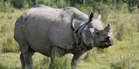 Rhino Horn Facts | How Much is a Rhino Horn Worth?