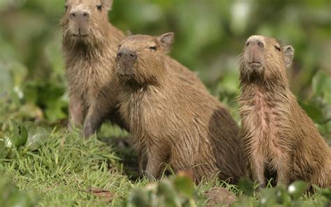 Baby Capybara: 10 Cute Pictures and 10 Amazing Facts - A-Z Animals