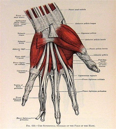 Muscles Of The Hand Anatomy