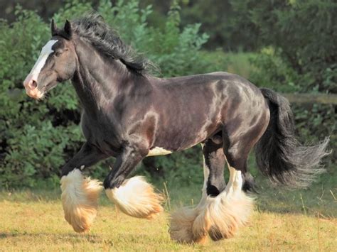 Discover Shire Horse Breed: Beauty In Strength