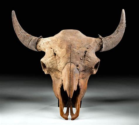 Large Fossilized North American Bison Skull - Jul 13, 2021 | Artemis ...