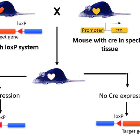 The Cre-loxP system is used to generate conditional knockout ...