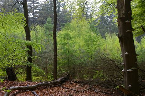 How are the Dutch forests doing? - WUR