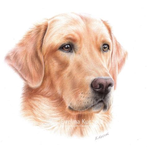 Labrador Drawing | Animal drawings, Colored pencil portrait, Dog drawing