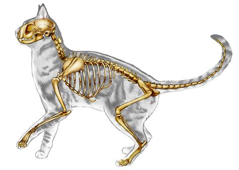 Another cat study. Wanted to try something more complex than a profile ...