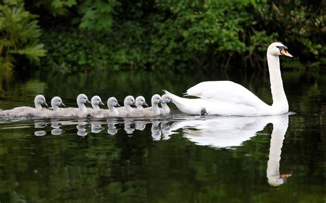 Mute swan Full HD Wallpaper and Background Image | 1920x1200 | ID:409787