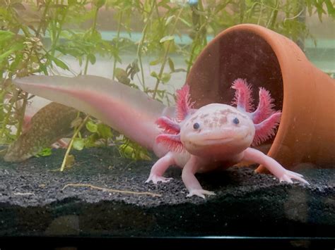 Axolotl Teeth