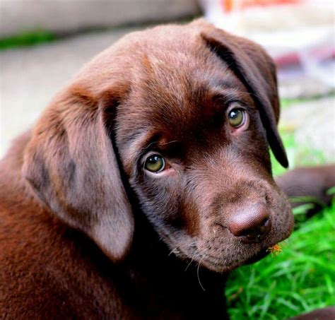 English Chocolate Lab Puppies Ohio / Pin by Dave Chambers on love ...