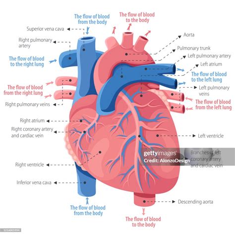 Human Heart Anatomy High-Res Vector Graphic - Getty Images