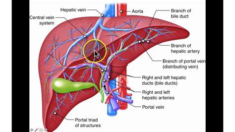 Hepatic Venous Anatomy