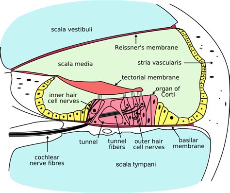 Difference Between Endolymph and Perilymph - Pediaa.Com