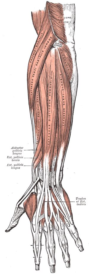 Extensor Pollicis Longus - Physiopedia