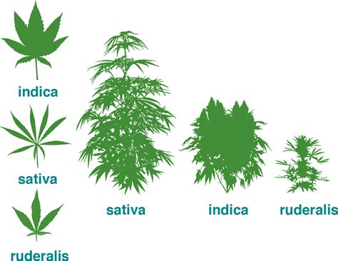 Anatomy of the Cannabis plant- Alchimia Grow Shop