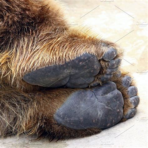 Bear feet | Bear photos, Bear, Brown bear