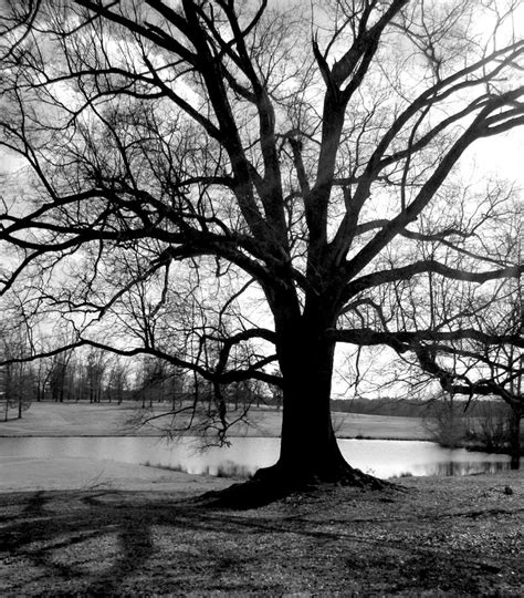 Oak Tree At Heart... Photograph by Tanya Tanski | Pixels