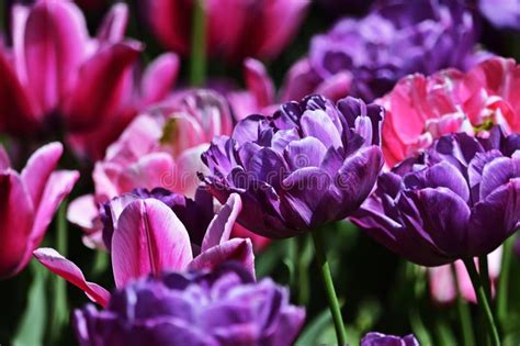 Purple and Pink Tulips in the Park Stock Photo - Image of colors, blur ...