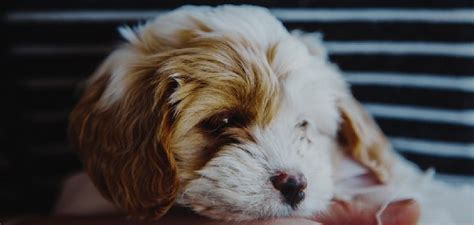 How to Groom a Cavachon | 10 Effective Ways (2024)