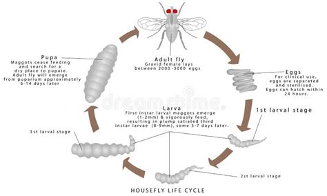 Life Cycle Of A Housefly