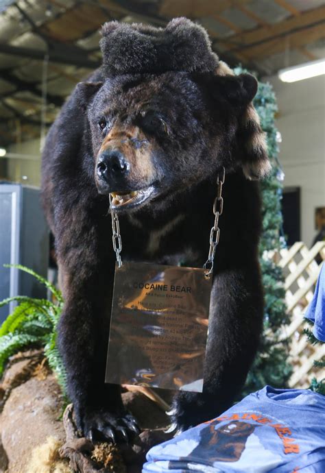 Cocaine Bear goes viral after Elizabeth Banks blames him for tripping ...