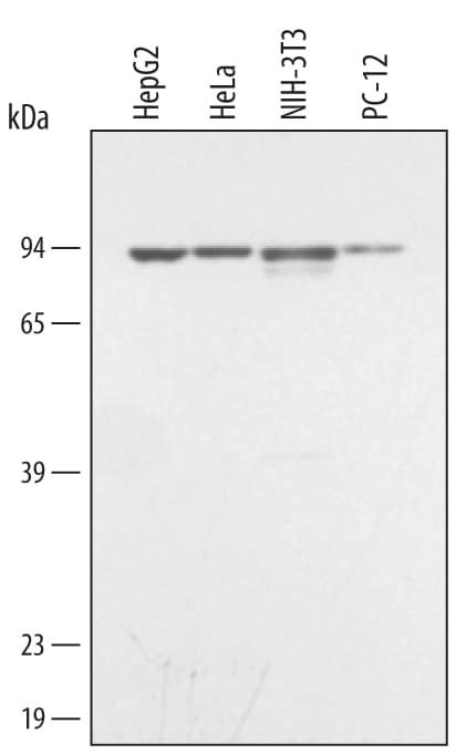 Mouse IgG Horseradish Peroxidase-conjugated Antibody (HAF007) by R&D ...