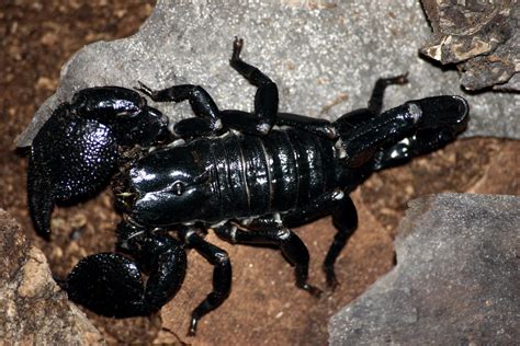 File:Emporer scorpion.jpg