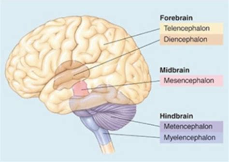 WEEK 5- Neuroanatomy Flashcards | Quizlet