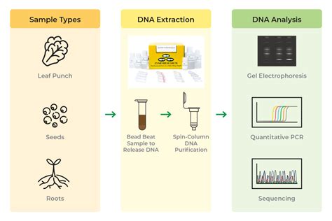 CTAB Protocol for Isolating DNA From Plant Tissues | ZYMO RESEARCH