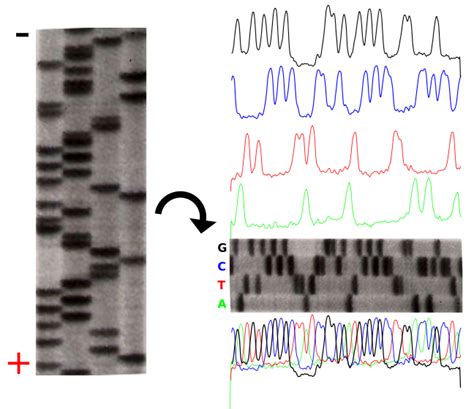 Sanger Sequencing of DNA | Biology OER