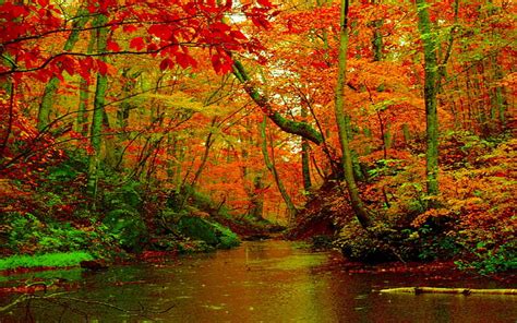 1366x768px | free download | HD wallpaper: Autumn Forest River Desktop ...